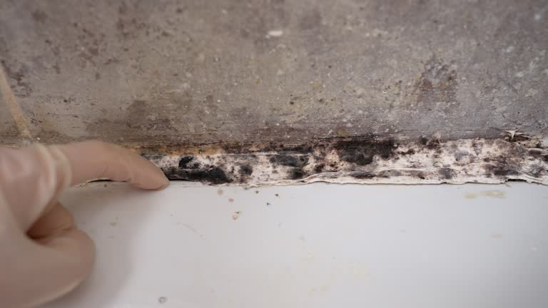 Best Forensic Mold Investigation  in Winooski, VT